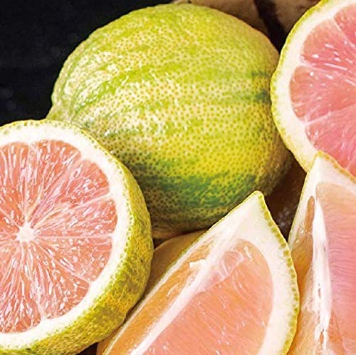 柑橘　ピンクレモネード接木苗／樹高110cm ピンク斑入りレモン　現品撮影 柑橘 ピンクレモネード接木苗／樹高110cm ピンク斑入りレモン 現品撮影